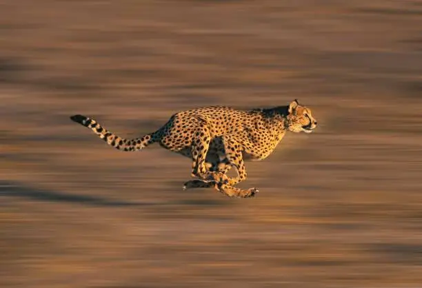 Uma chita correndo na savana. Demonstrando coragem.